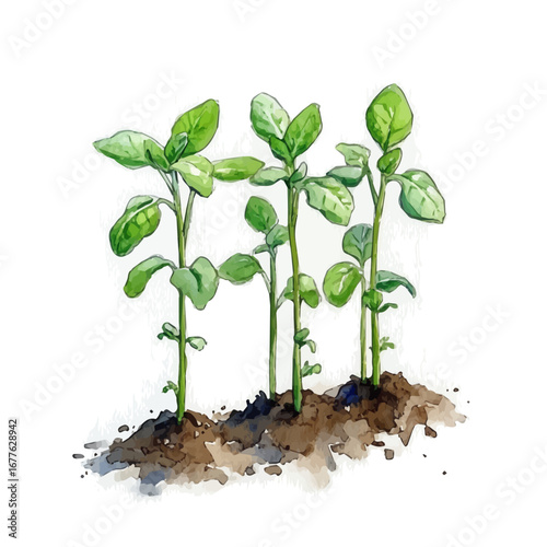 Young Sprouts Fresh Soil, watercolor drawing vector, isolated on a white background.