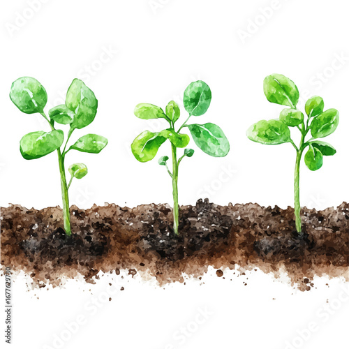 Young Sprouts Fresh Soil, watercolor illustration vector, isolated on a white background.