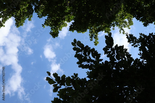 tree in the sky