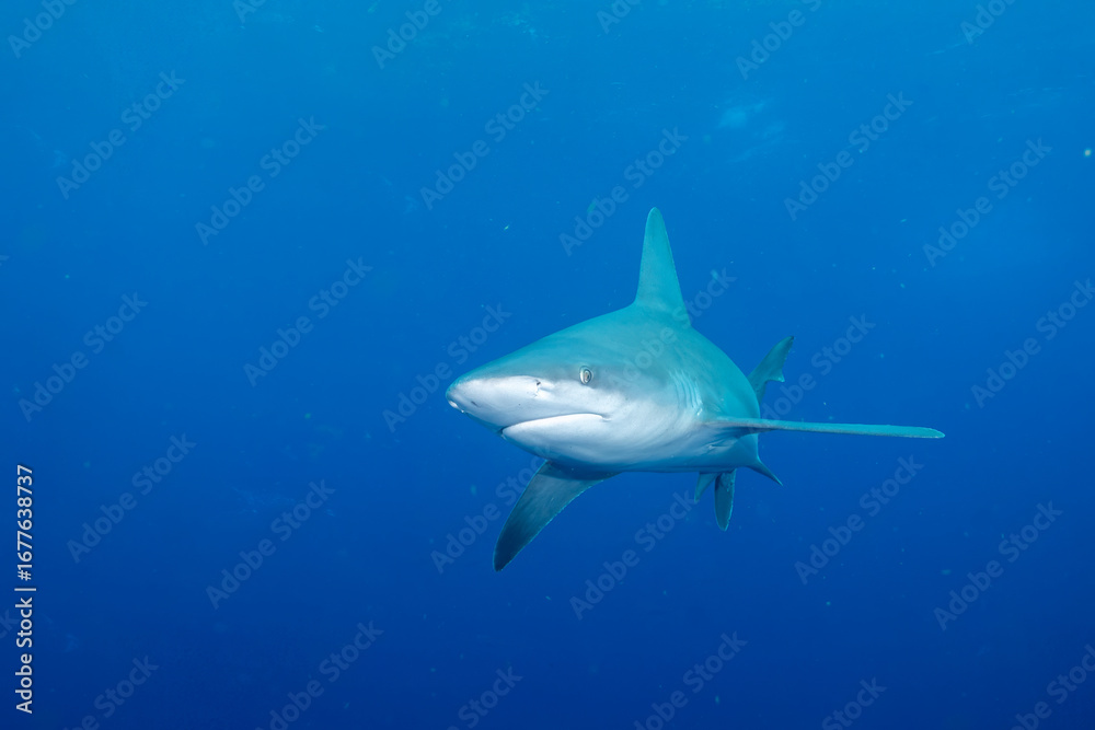 Fototapeta premium Silky shark swimming in blue ocean