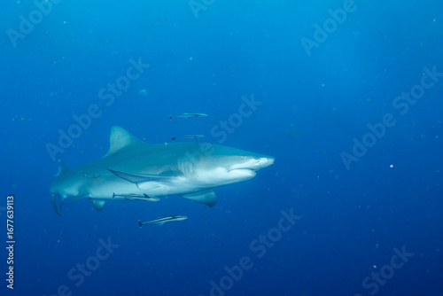 Photography Lemon shark swimming in blue ocean