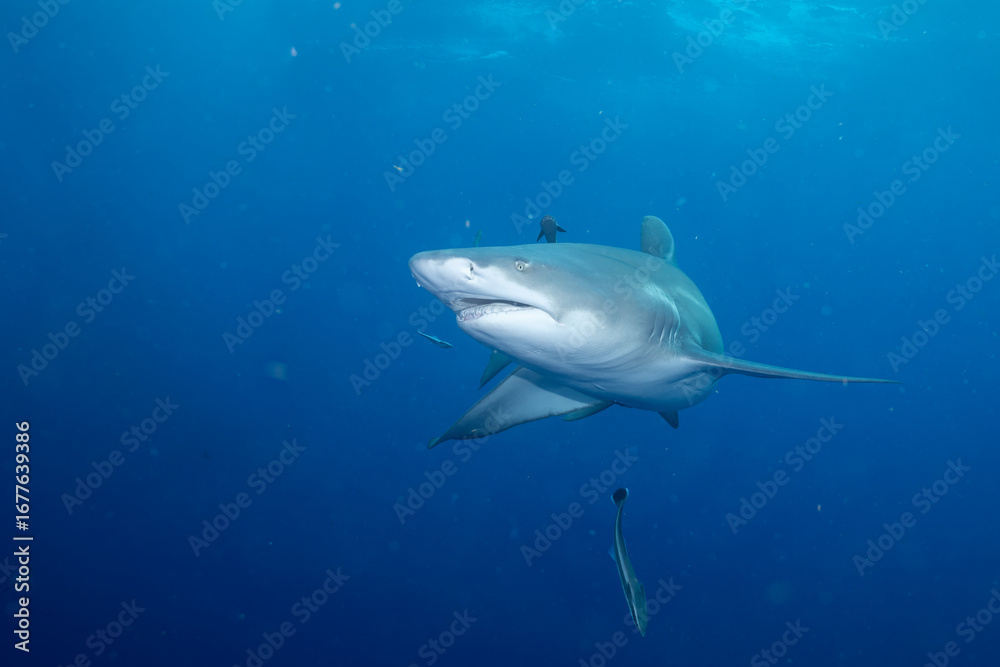 Naklejka premium Lemon shark on the search for food