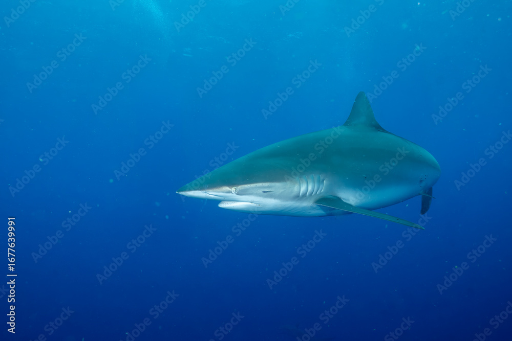 Fototapeta premium Closeup of sandbar shark in the ocean
