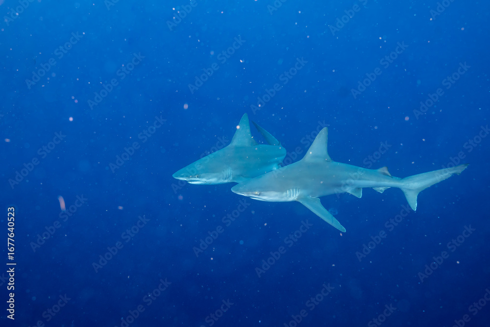Fototapeta premium Two silky sharks in the ocean