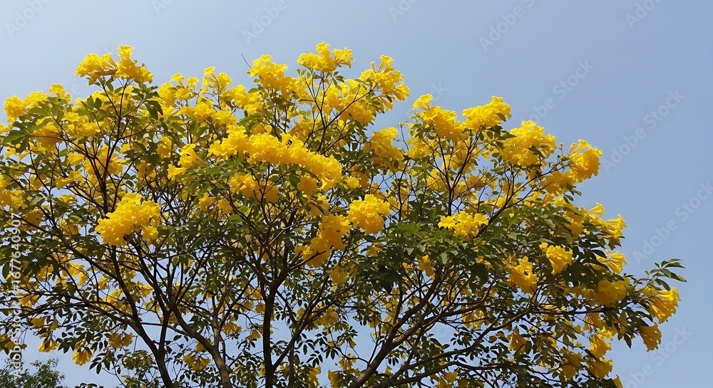 Fototapeta premium Yellow flowers with tree, and blue sky.