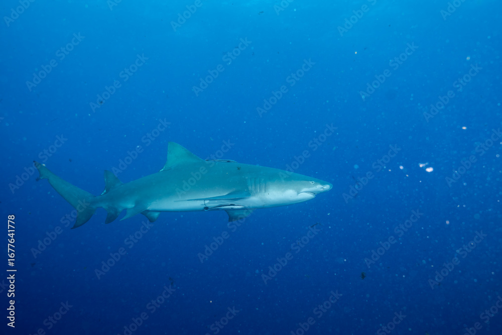 Fototapeta premium Lemon shark swimming in blue ocean