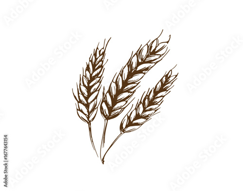 Vintage wheat icon – Hand Drawn wheat symbol