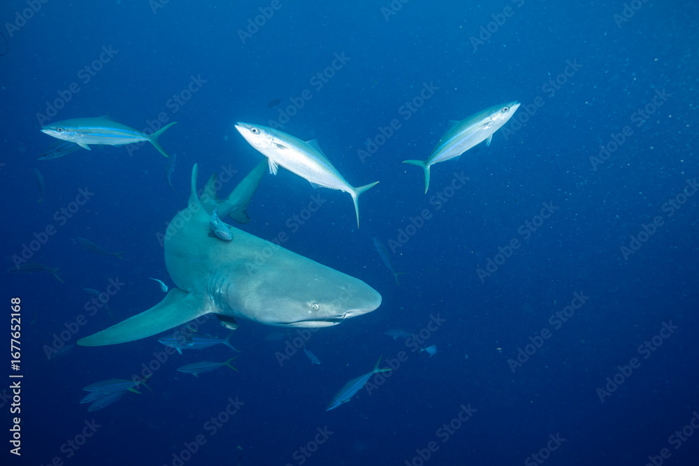 Fototapeta premium Lemon shark swimming with fish in blue water