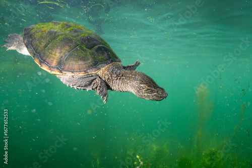 Common snapping turtle underwater in a lake