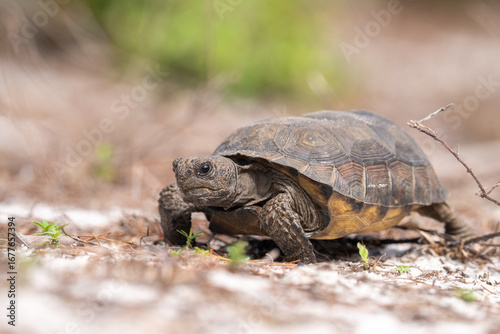 Juvenile gopher tortise on the move