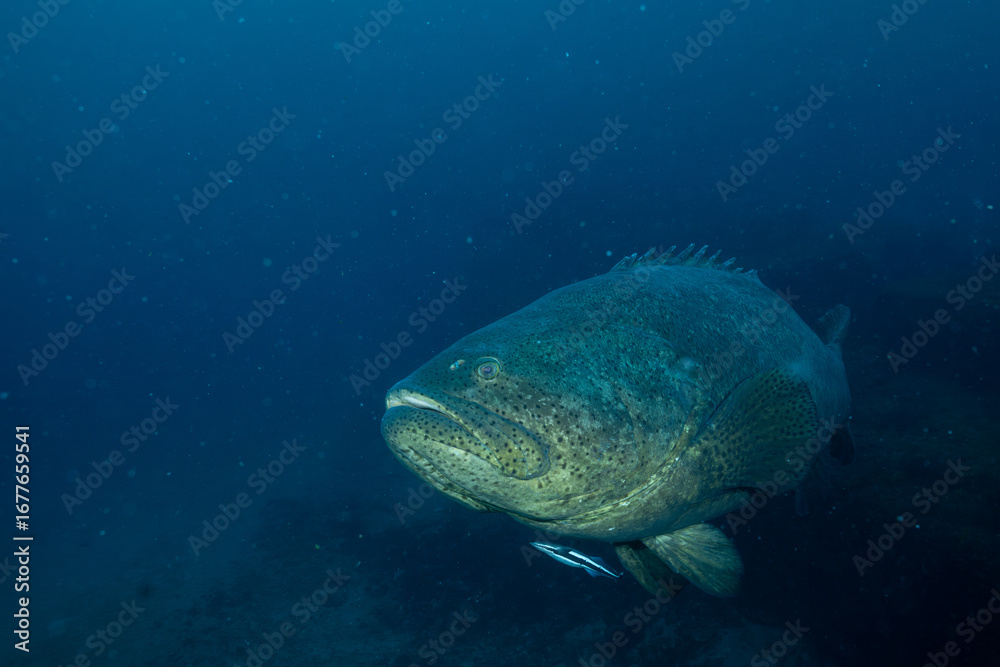 Fototapeta premium Goliath grouper swimming at bottom of ocean