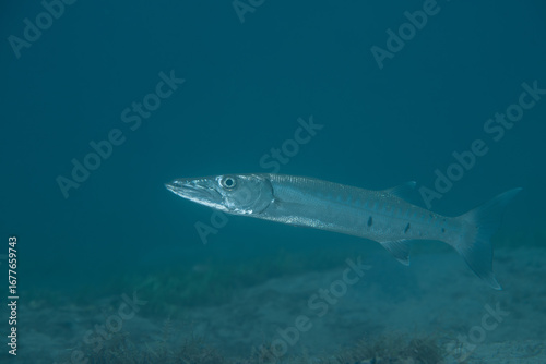 Photography Great barracuda swimming in the ocean