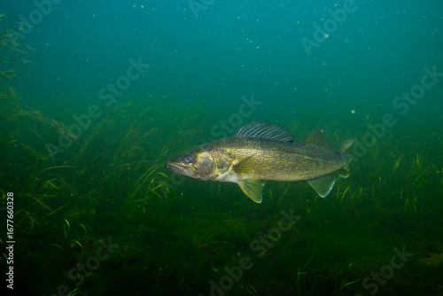 Walleye sitting at the bottom of lake