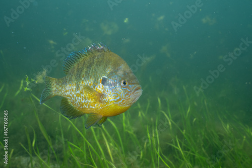 Pumpkinseed on bottom of grassy lake