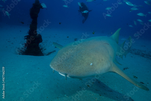 Nurse shark swimming at bottom of the ocean