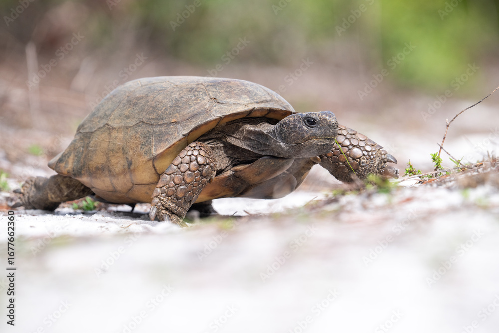 Fototapeta premium Adult gopher tortise on the move