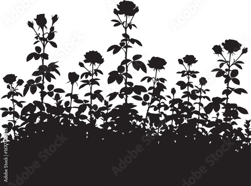 Black silhouette of rose bushes and flowers vector