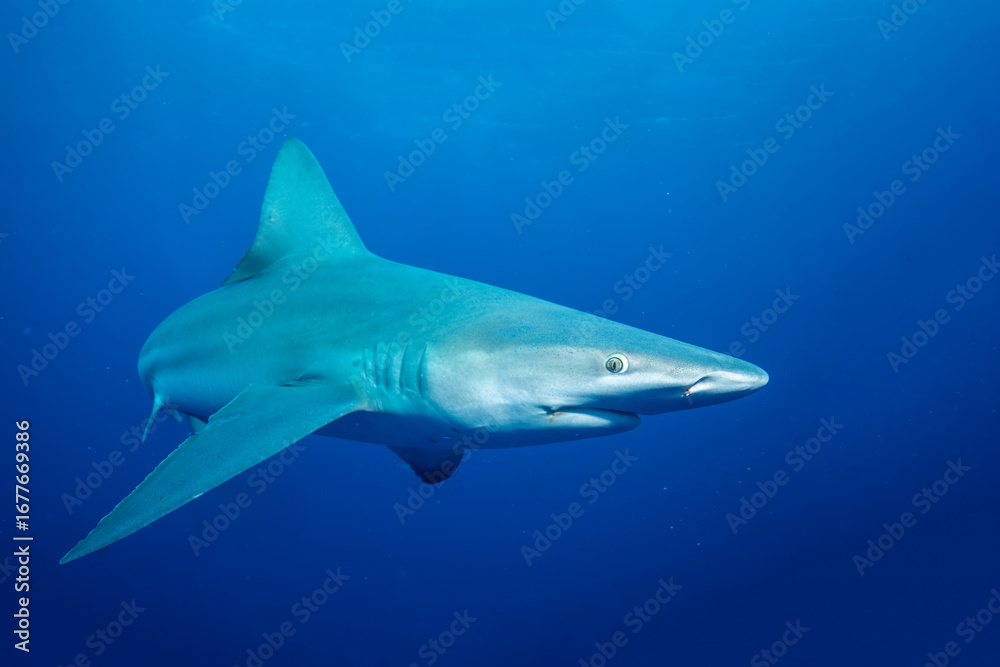 Fototapeta premium Silky shark in blue ocean