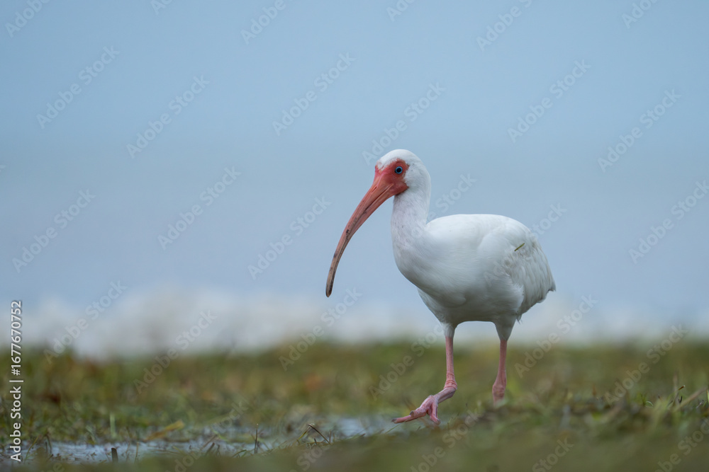 Fototapeta premium White ibis foraging on seaweed
