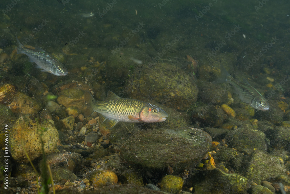 Fototapeta premium Horny head chub in a rocky creek