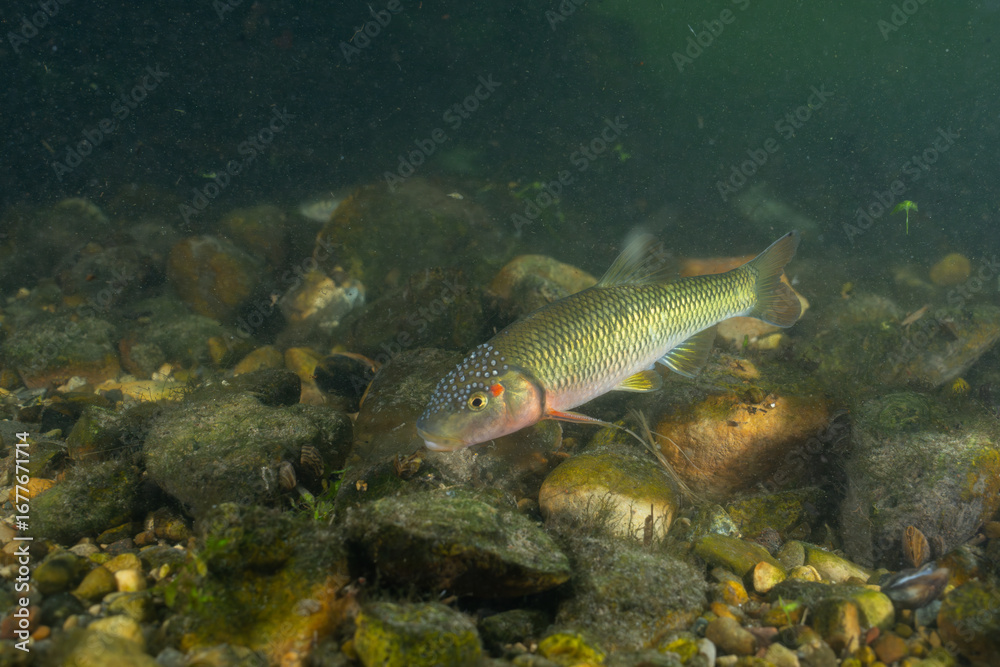 Fototapeta premium Horny head chub in a rocky creek