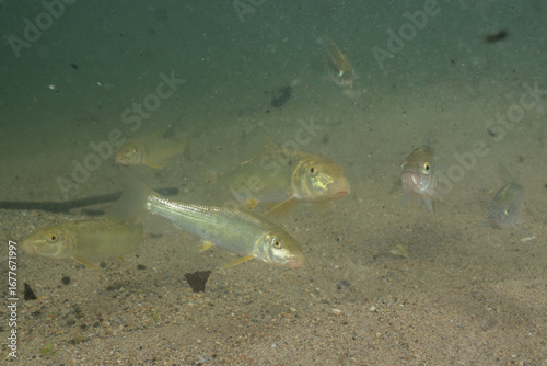 Herd of golden redhorse in a creek