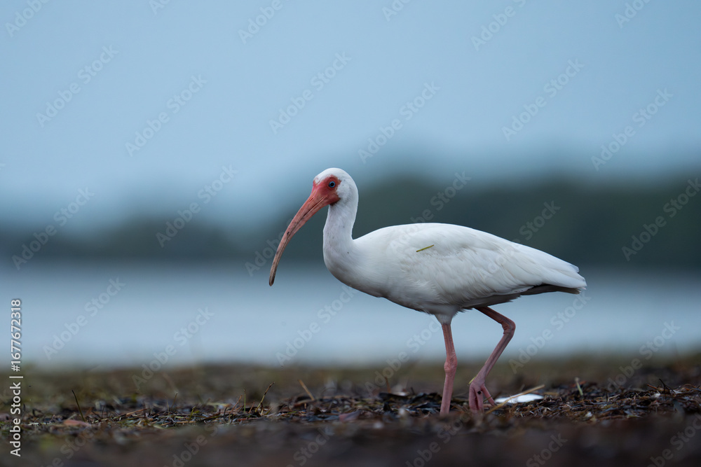 Obraz premium White ibis standing on seaweed