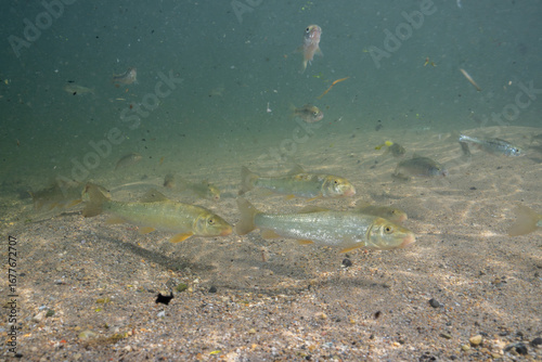 Herd of golden redhorse in a creek