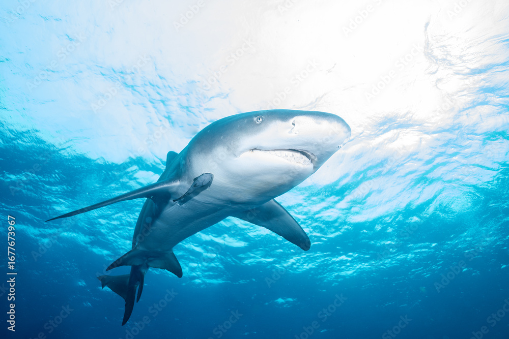 Fototapeta premium Lemon shark swimming at the ocean surface