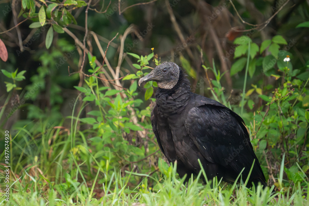 Fototapeta premium Black vulture standing in grass