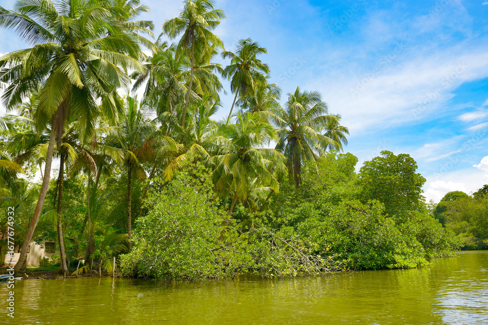A Lush Tropical Landscape with a Dense Riverbank of Palm Trees and Green Foliage under a Bright Blue Sky. A Lush Tropical Landscape with a Dense Riverbank of Palm Trees and Green Foliage under a Bright Blue Sky.