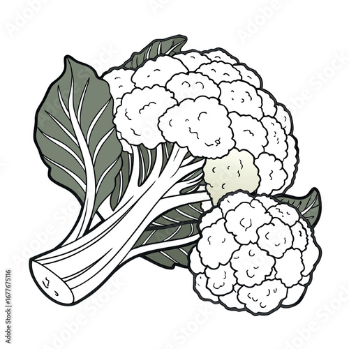 Fresh Winter Cauliflower Isolated on White Background – Vegetable Vector