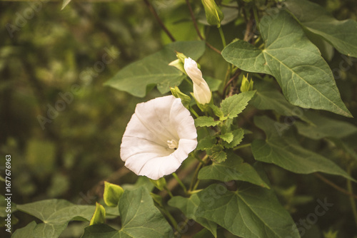 white flower called ‘correhuela’, a plant that is expanding in northern Spain.