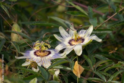 Blue flower leaves or Passiflora (Passiflora caerulea)