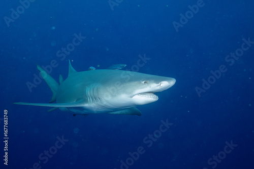 Lemon shark on the search for food