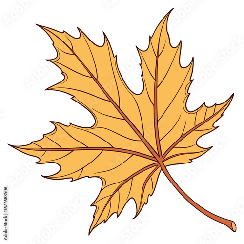 Isolated vibrant autumn maple leaf, yellow and orange foliage from a seasonal tree
