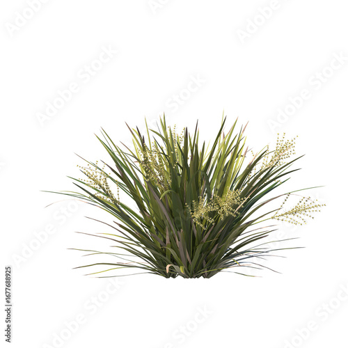 Lomandra hystrix (Green Mat Rush) Ornamental Grass Isolated on Transparent Background