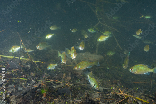 School of sunfish swimming in clear creek