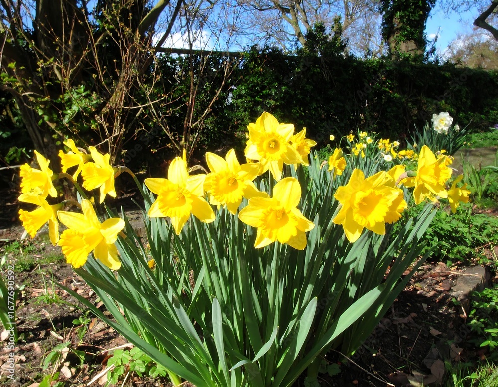Fototapeta premium Spring Daffodils in a Garden