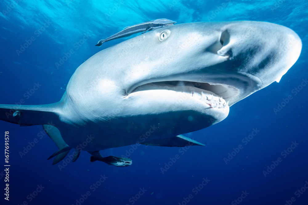 Fototapeta premium Closeup of a lemon shark