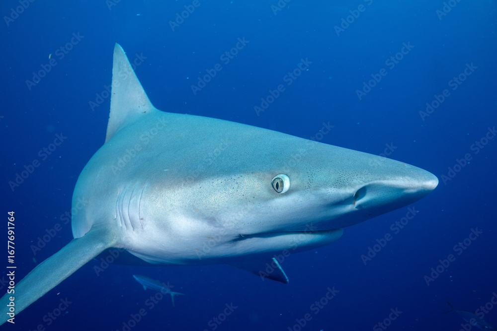 Fototapeta premium Silky shark in blue ocean