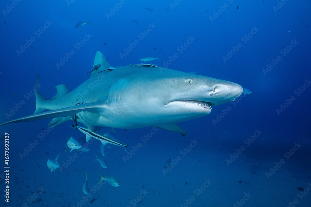 Fototapeta premium Lemon shark swimming with school of fish