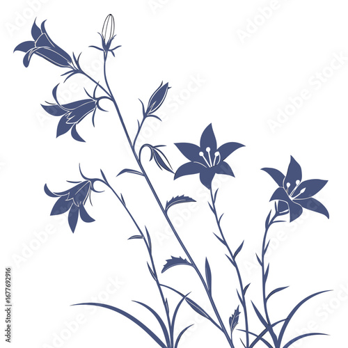campanula poscharskyana on white background 