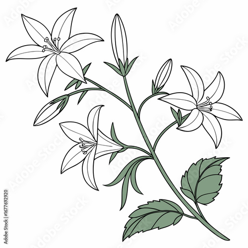 branch with campanula poscharskyana