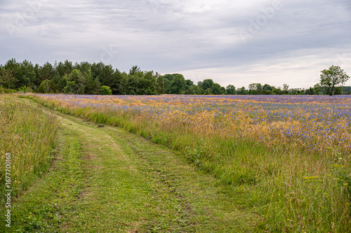 Photos Il prato fiorito estivo in Estonia, con la meteo nuvolosa.