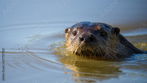 A River Otter (Lontra canadensis) stare intensely at the camera. McFadden Marsh, Finley National Wildlife Refuge, Oregon.
