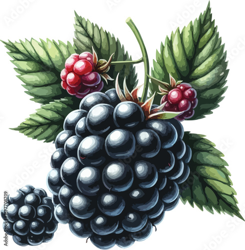 Hand drawn water colour blueberry fruit