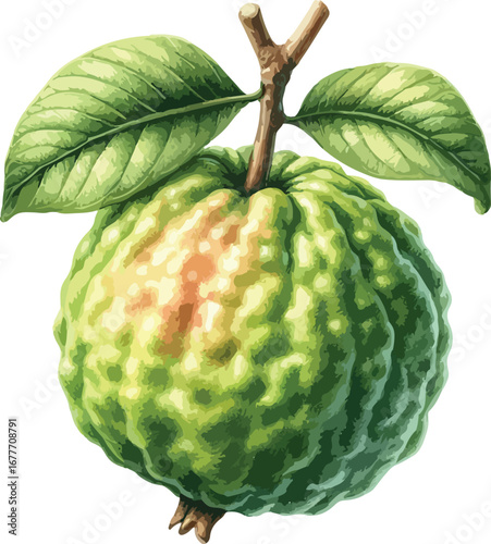 Hand drawn water colour guava fruit