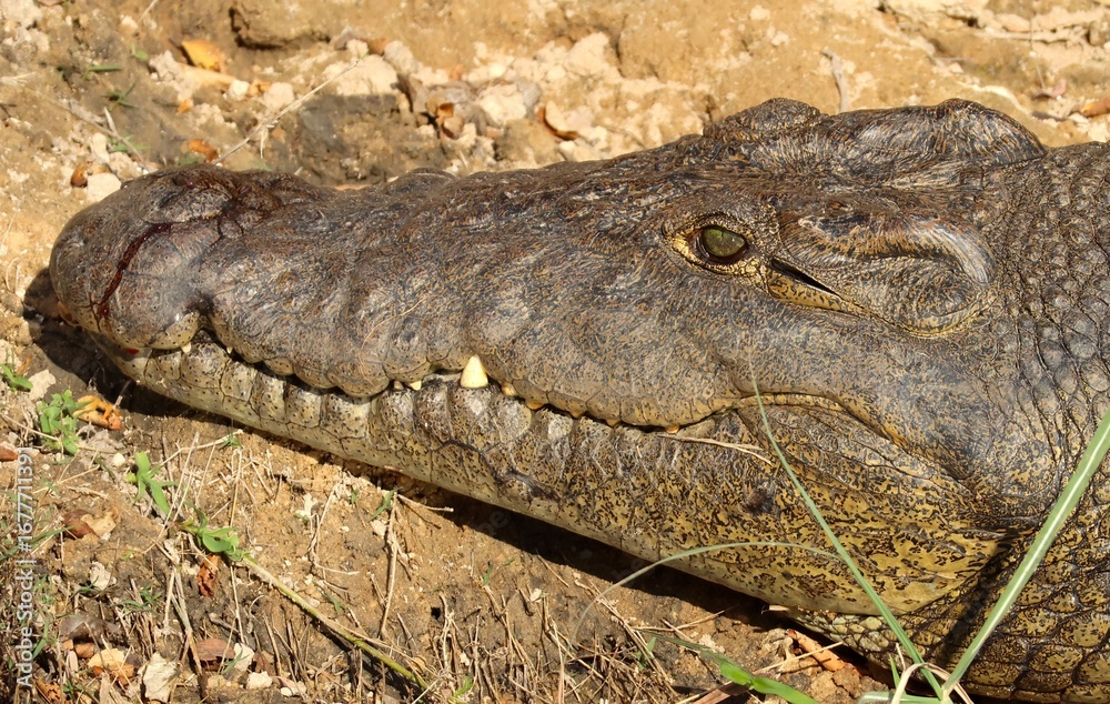 Fototapeta premium Nilkrokodil (Crocodylus niloticus)