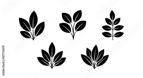 Five leaf clusters arranged with varying leaf counts and stem structures in a plant illustration
